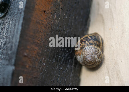 Snail on the garden wall Stock Photo
