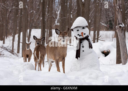 Deer in winter, snowman Stock Photo