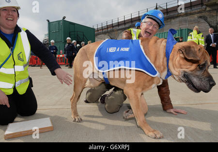 Paul O'Grady and Freddie, a four-year-old English Mastiff during the redevelopment launch as construction begins on new kennels at Battersea Dogs and Cats Home, London. Stock Photo