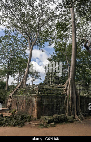 Silk cotton trees at Ta Prohm, near Siem Reap, Cambodia Stock Photo