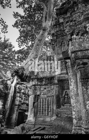 Ta Prohm carvings and overgrown tree, near Siem Reap, Cambodia Stock Photo