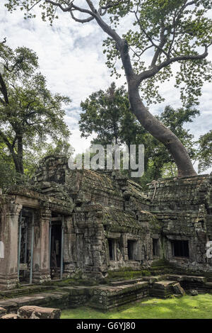 West side of Ta Prohm with the famous large thitpic tree seen from the back, near Siem Reap, Cambodia Stock Photo