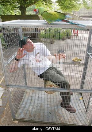 Parrot keeper Rob Savin perches inside a giant bird cage at Longleat Safari Park, Wiltshire, watched by 'Gunner', a female Military Macaw, to raise awareness of pet parrot welfare. The 24-year-old volunteered to 'do bird' for eight hours to promote World Parrot Day later this month. Although he is allowed to talk to visitors he is not allowed to have anything in the cage to keep him occupied. Stock Photo