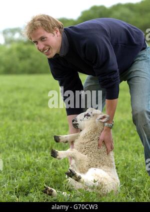 Prince William at Duchy Home Farm. Prince William tries his hand at sheep inspecting during his visit to Duchy Home Farm in Gloucestershire. Stock Photo