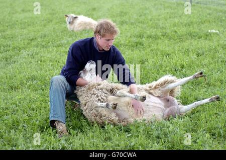 Prince William at Duchy Home Farm. Prince William tries his hand at sheep inspecting during his visit to Duchy Home Farm in Gloucestershire. Stock Photo