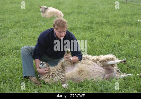 Prince William at Duchy Home Farm. Prince William tries his hand at sheep inspecting during his visit to Duchy Home Farm in Gloucestershire. Stock Photo