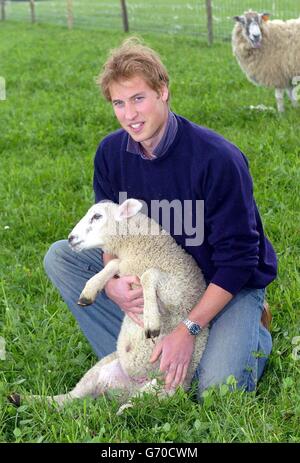 Prince William tries his hand at sheep inspecting during his visit to Duchy Home Farm in Gloucestershire. Stock Photo