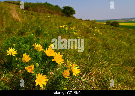 Yellow Pheasant's-Eye, Harz, Saxony-Anhalt, Germany / (Adonis vernalis) Stock Photo