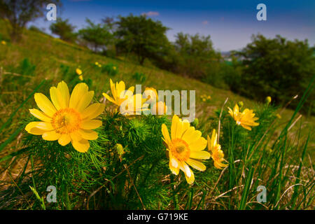 Yellow Pheasant's-Eye, Harz, Saxony-Anhalt, Germany / (Adonis vernalis) Stock Photo