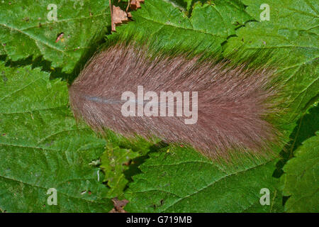 Edible Dormouse, thrown off tail, Lower Saxony, Germany / (Glis glis) Stock Photo