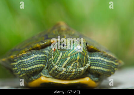 Red-eared Turtle, hatchling, 12 days, with egg tooth / (Trachemys scripta elegans, Pseudemys scripta elegans) / Red-eared Slider Stock Photo