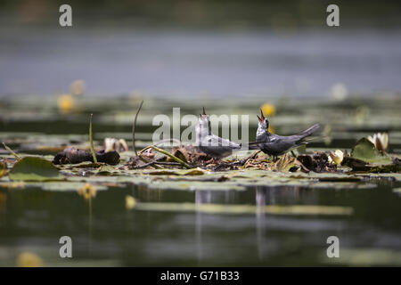 Black Tern (Chlidonias niger), pair with chicks on water lily leaves, Seddinsee, Brandenburg, Germany Stock Photo