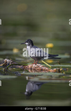 Black Tern (Chlidonias niger), Seddinsee, Brandenburg, Germany Stock Photo