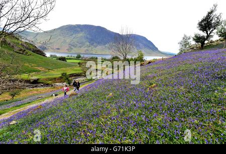 People enjoy a walk in the bluebells on Bank Holiday Monday at Rannerdale near Buttermere in Cumbria. Stock Photo