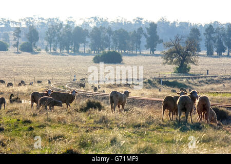 Western NSW Australia paddock of sheep near a old railway line Stock Photo