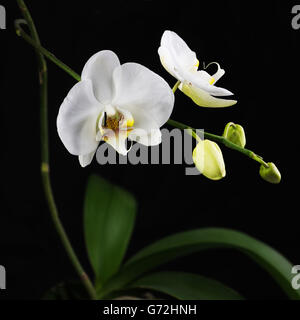 Beautiful white orchid branch on black background. Closeup. Stock Photo