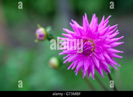 Pink Dahlia flower in full bloom closeup Stock Photo