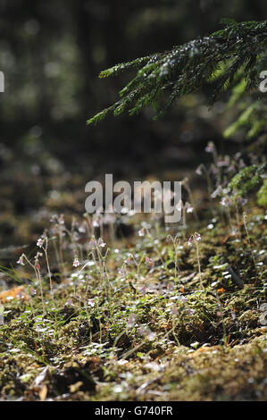 Close up of Linnaea borealis in evening taiga forest Stock Photo