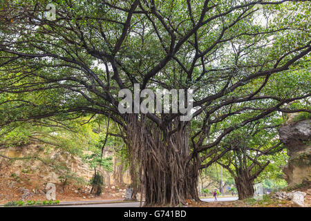 Large old banyan trees (ficus benghalensis) in Havana, Cuba Stock Photo