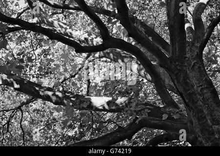 Black and white picture of a big tree Stock Photo