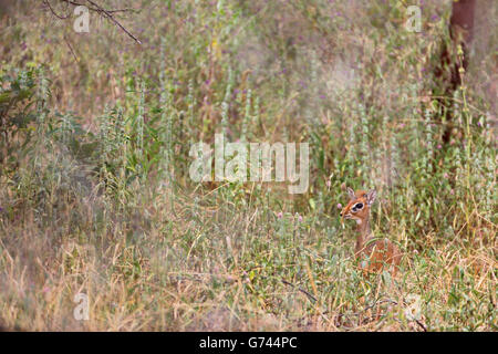 Damara Dikdik, (Madoqua kirkii) Serengeti, Tansania, Kirk's Dik-dik, Tanzania, (Madoqua kirkii) Stock Photo