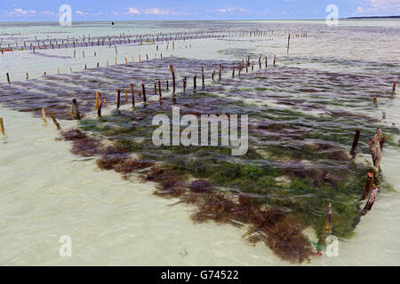 seaweed farming, Indian Ocean, see, Sanzibar, Tanzania, Africa Stock Photo