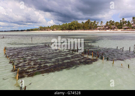 seaweed farming, Indian Ocean, see, Sanzibar, Tanzania, Africa Stock Photo