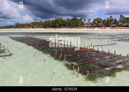 seaweed farming, Indian Ocean, see, Sanzibar, Tanzania, Africa Stock Photo