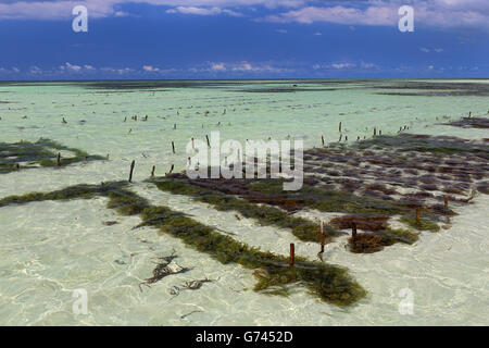 seaweed farming, Indian Ocean, see, Sanzibar, Tanzania, Africa Stock Photo