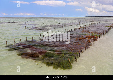 seaweed farming, Indian Ocean, see, Sanzibar, Tanzania, Africa Stock Photo