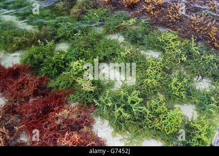 seaweed farming, Indian Ocean, see, Sanzibar, Tanzania, Africa Stock Photo