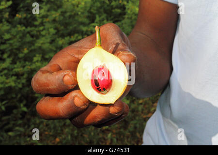 nutmeg, Sanzibar, Tanzania, Africa (Myristica fragrans) Stock Photo