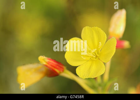 evening primrose, Pfrunger-Burgweiler Ried, Germany (Oenothera biennis) Stock Photo