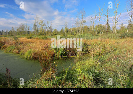 birches, swamp, Pfrunger-Burgweiler Ried, Baden-Wurttemberg, Germany Stock Photo