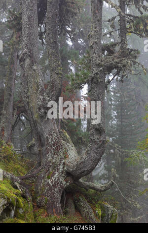 Swiss stone pine, Valais, Switzerland (Pinus cembra) Stock Photo