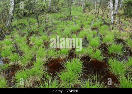 Birkenwald, Seggen (Carex) Bannwald, Schutzwald, Waldschutzgebiet, Moorwasser, Pfrunger-Burgweiler Ried, Baden-Wuerttemberg, Deutschland Stock Photo