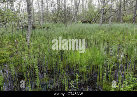 Birkenwald und Schachtelhalm (Equisetum) Eulenbruck, Bannwald, Pfrunger-Burgweiler Ried, Baden-Wuerttemberg, Deutschland Stock Photo