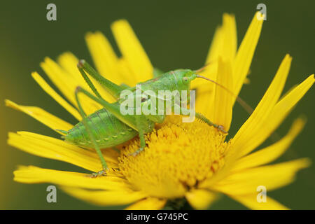 Gemeiner Grashuepfer, (Chorthippus parallelus) Hegau, Baden-Wuerttemberg, Deutschland Stock Photo