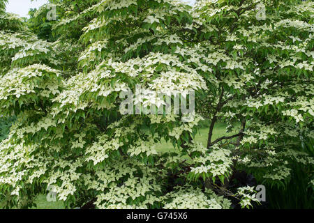 Cornus Kousa 'John slocock' . Dogwood tree in flower Stock Photo