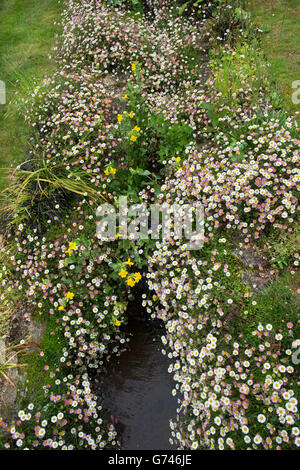 Erigeron karvinskianus. Fleabane Daisies on the banks of a garden stream in the Cotswolds. UK Stock Photo