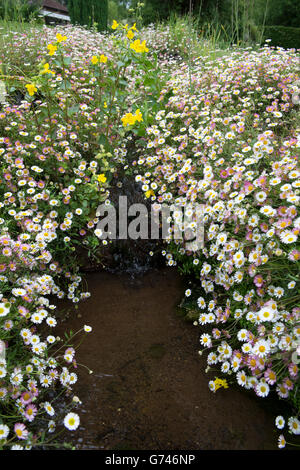 Erigeron karvinskianus. Fleabane Daisies on the banks of a garden stream in the Cotswolds. UK Stock Photo