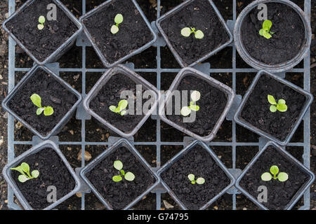 Lactuca sativa. Lettuce ‘maureen’ seedlings in plant pots Stock Photo