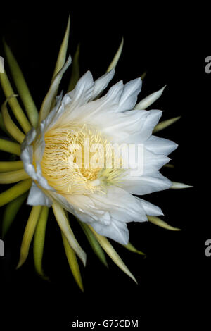 Hylocereus undatus, white exotic cactus flower, dragon fruit flower night bloom Botanical Fine Art Photography Stock Photo