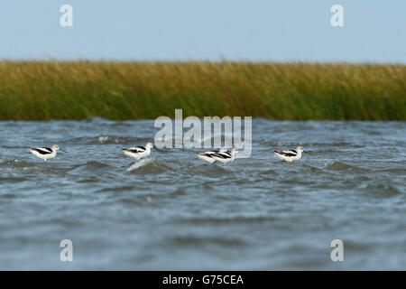 American avocet (Recurvirostra americana) small flock standing in water, Bolivar Peninsula, Texas, USA Stock Photo
