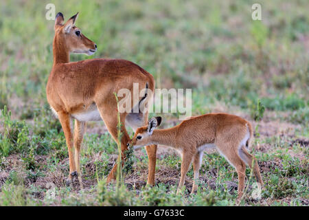 Puku, (Kobus vardonii) Weibchen und Jungtier, South Luangwa National Park, Sambia, Afrika Stock Photo