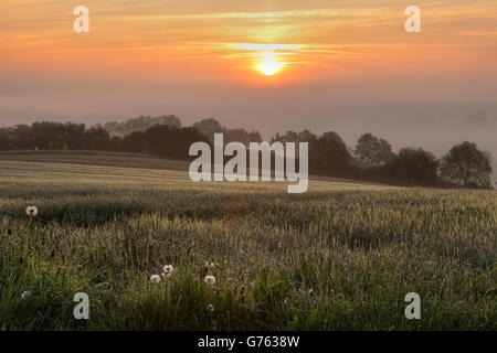 Corn field at sunrise, Baden-Wurttemberg, Germany / grain field Stock Photo