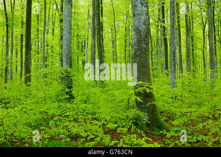 Beech Forest in spring, Baden-Wuerttemberg, Germany / (Fagus sylvatica) Stock Photo
