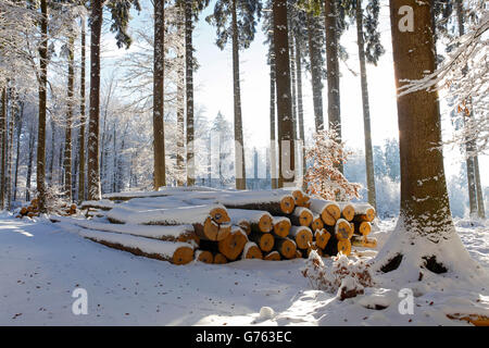 Lumberyard in winter, Baden-Wuerttemberg, Germany / Beech trunks Stock Photo