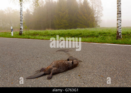 Dead European Beaver, roadkill, Baden-Wurttemberg, Germany  / (Castor fiber) Stock Photo