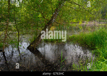 Birch in pond, renaturation, Pfrunger-Burgweiler Ried, Baden-Wurttemberg, Germany Stock Photo